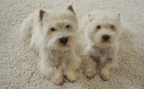 What is The Most Durable Carpet for Pets?